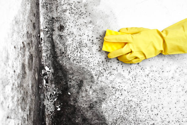 Why You Should Choose Our Mold Remediation Services in Pine Bush, NY